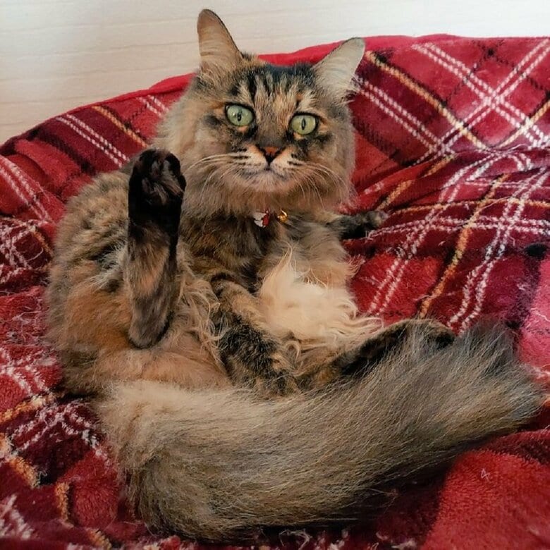 一緒に暮らすみかんちゃん