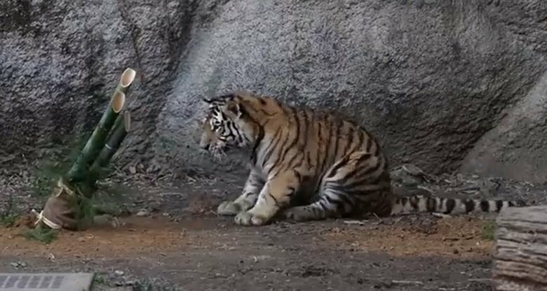 そして、門松が動くとビビる