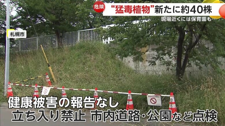 健康被害の報告はないという札幌市内で見つかった猛毒植物とみられるバイカルハナウド