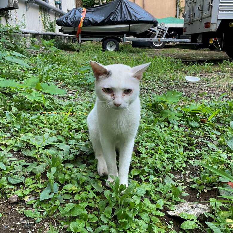出会ったころ。小さく、やせていて、目やにまみれだった。（『歌舞伎町の野良猫「たにゃ」と僕』より）