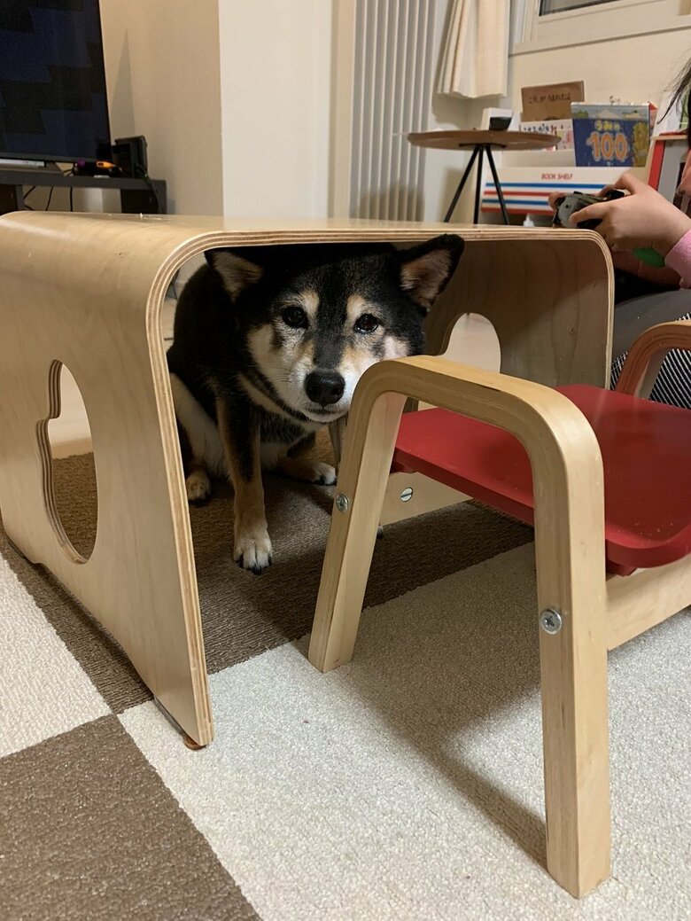 散歩が嫌いで隠れている