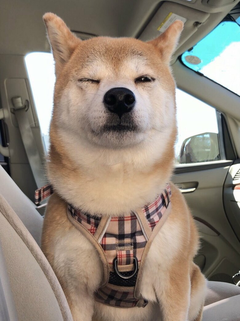 飼い主は一体何をしているのか超薄目で確認してくる（提供：柴犬ももさん）