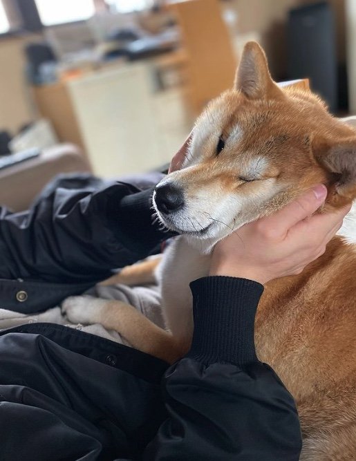 提供：柴犬こむぎさん