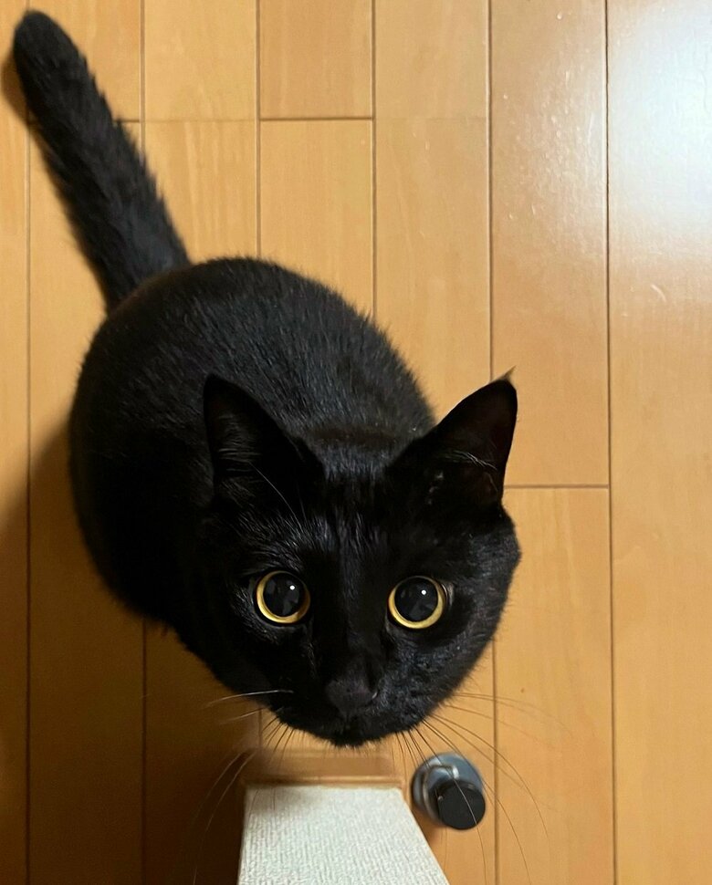 下から見つめてくる