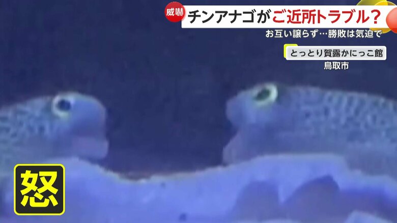 表情もどこか怒っているチンアナゴ