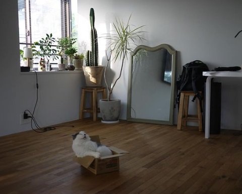 箱の中で寝ちゃってる？