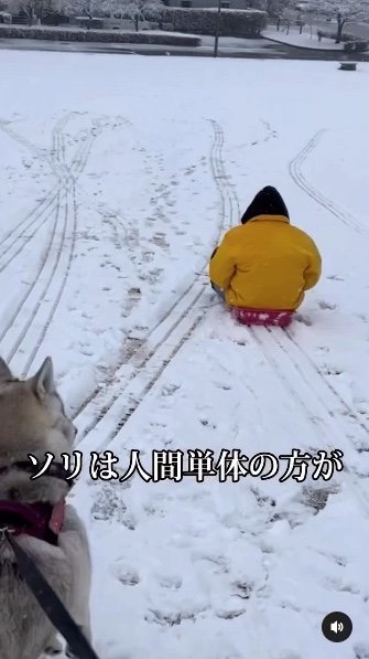 提供：ハスキーいちみちゃんと田舎暮らしさん