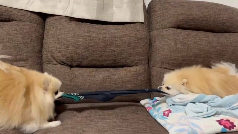 提供：愉快な3姉妹ポメラニアンさん