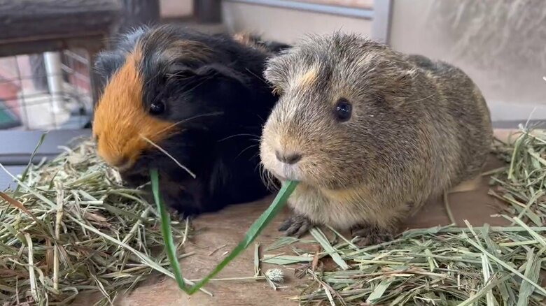 仲良く草をもぐもぐ（提供：須坂市動物園）