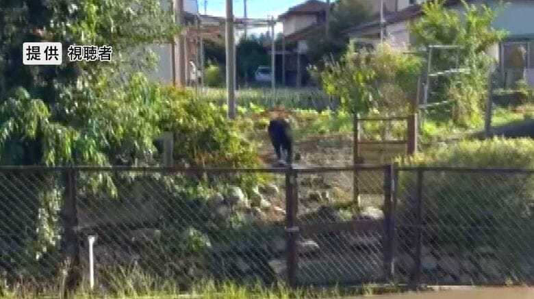 クマが民家の敷地に出没（提供視聴者）