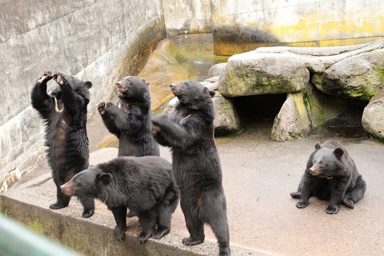 エサを得るためアピールするツキノワグマ。知能は高い