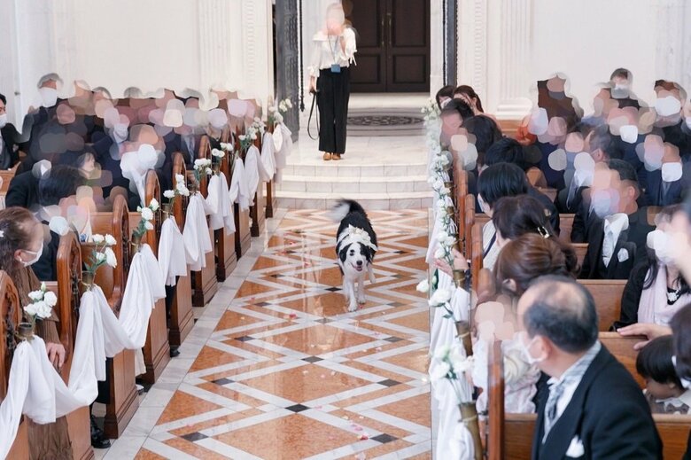 飼い主さんの結婚式にリングドックを務めた