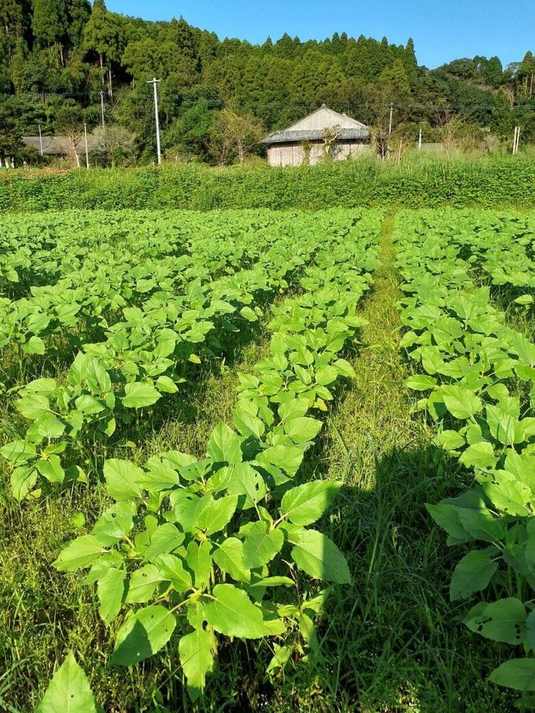 順調に生育中。開花が楽しみだ（提供：大久保自治会　東篤さん）