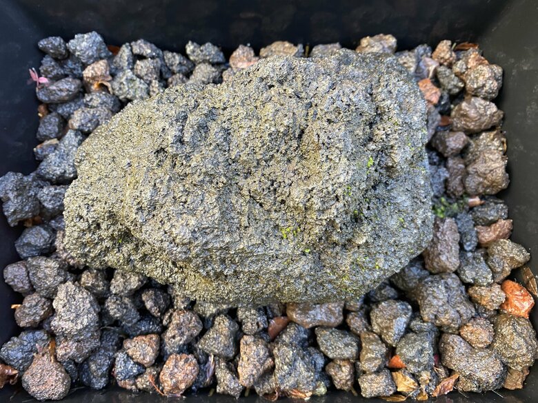 苔のむすまでチャレンジ：180日目