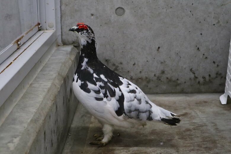 夏羽（オス）（提供：市立大町山岳博物館）