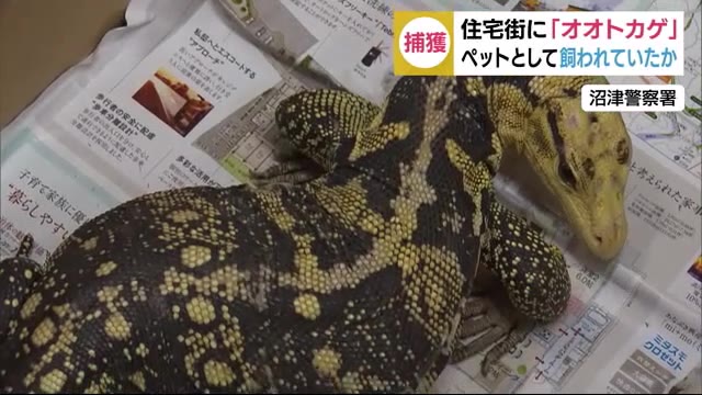 住宅街の駐車場に「オオトカゲ」 警察が捕獲 ペットとして飼われていたか 静岡・沼津市