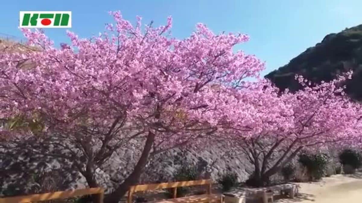 五島の青空に映えるピンクの花々 早咲きの桜「カワヅザクラ」が満開