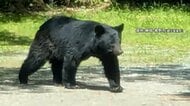 「クマ、クマ！」各地でクマ被害相次ぐ　クマ鈴鳴らすなど“正しく畏れること”が重要…　旅先に“クマ情報”あれば正しい知識と備えを