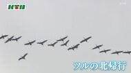 優雅な飛翔で北へ、北へ…県内上空でも「ツルの北帰行」越冬地の鹿児島から一路、繁殖地のロシアや中国へ