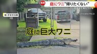 「庭にワニ」「玄関にもワニ」繁殖期の縄張り争いで追われ住宅街に…「帰りたくない？」捕獲に追われる警察官たち　アメリカ