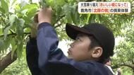 鹿角市特産「北限の桃」、児童が摘果作業を体験　大雪被害で収穫量3割減の見込み　秋田
