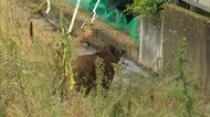 イノシシと警察官らがにらみ合い　白昼の住宅街が一時騒然　体長1ｍのメスを麻酔で捕獲　けが人なし　長野・上田市