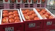 県産の温室ミカン「小原紅早生」初セリ　２．５キロで５１万円の最高値を付けた仲卸業者の思い【香川】