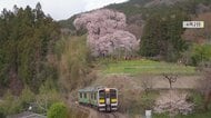 《ふくしま桜紀行2026》矢祭町・戸津辺の桜　みちのくに春を告げる一本桜