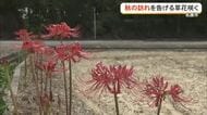 名護市でヒガンバナとクワンソウ咲く　秋の気配