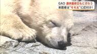 男鹿水族館GAOのちびっこスター・ホッキョクグマ「モモ太」大人気　GW最終日も大にぎわい　秋田
