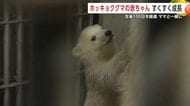 ホッキョクグマの赤ちゃん　生後100日迎えすくすく成長　最近習得した“技”も披露　秋田・男鹿市