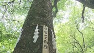 2028年　諏訪大社「御柱祭」へ　下社本見立て　8本の御用材が決まる　最も大きい「秋宮一」の柱は幹回り3メートル15センチ、高さ約22メートル