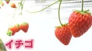 イチゴ狩りシーズン到来！「非常においしいイチゴができています！」平田観光農園　広島・三次市