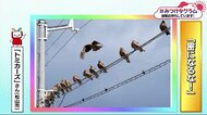 みつけタグラム 密なトンビ… 野鳥もソーシャルディスタンス?【愛媛】
