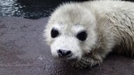 アザラシ赤ちゃん 引っ越し 「海水」と「淡水」を同時飼育