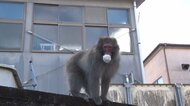 観光地・日光の住宅街にサル出没住民を悩ます深刻被害