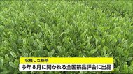 新茶の季節 全国茶品評会に向け新富町で茶摘み 宮崎県