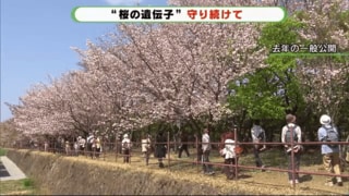 0種の桜が咲き誇る研究所 樹木医が特に見てほしい桜とは 静岡発