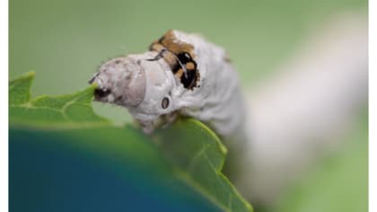 “味覚の2段階認証”でカイコはクワの葉を選別…超高感度な味覚の秘密を研究者に聞いた
