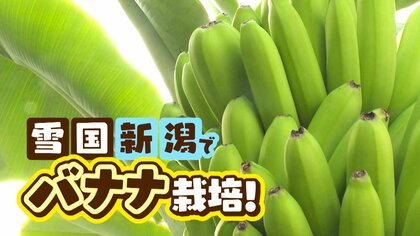 1本1000円の『越後バナーナ』 南国のフルーツを雪国･新潟で栽培！？その秘密は“農業用ハウス”に