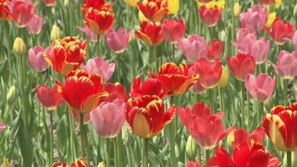 「こんなに咲いているとは思わなかった！すごいきれい」―滝野すずらん丘陵公園『チューリップすずらんフェスタ』がスタート…色鮮やかなチューリップのグラデーションが楽しめる〈北海道札幌市〉