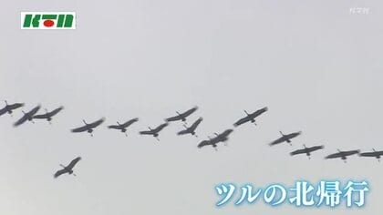 優雅な飛翔で北へ、北へ…県内上空でも「ツルの北帰行」越冬地の鹿児島から一路、繁殖地のロシアや中国へ