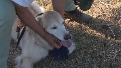 「もっとほめて～」しっぽを振って大喜び！　飼うのが難しい“やんちゃな犬”こそ実は災害救助犬に向いている?!
