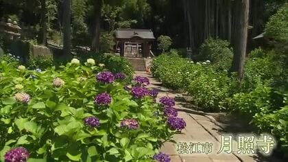 雨の日でも…雨だからこそ“映える”！アジサイ巡りはどう？山陰地方のフォトジェニックスポット紹介