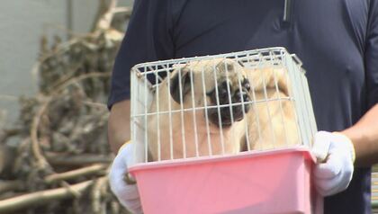 犬に“無免許”で帝王切開　「麻酔していなかった」検察側の質問に元従業員　杉本彩さん「非道な虐待」【長野発】