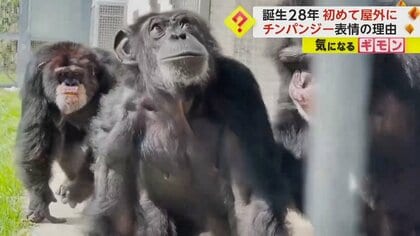 【誕生28年で初屋外】何度も空見上げるチンパンジー！　驚く表情がまるで人間　実はDNA98％同じ　米・フロリダ