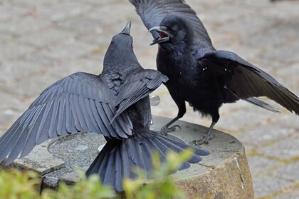 GWは“繁殖期”のカラスに要注意。「ガーガー」鳴き声は巣が近くにあるサインかも…子供の公園遊びやゴミ捨ての注意点