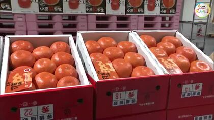 県産の温室ミカン「小原紅早生」初セリ　２．５キロで５１万円の最高値を付けた仲卸業者の思い【香川】