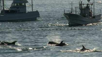 「シーシェパードの真実」と「私の真実」。なぜか片方しか伝えない日本 