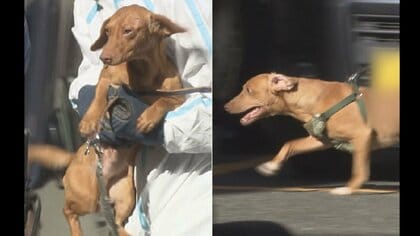 イヌは汗をかけない…獣医師に聞く「イヌの車内放置の危険性」　車内エアコン“最適温度”は